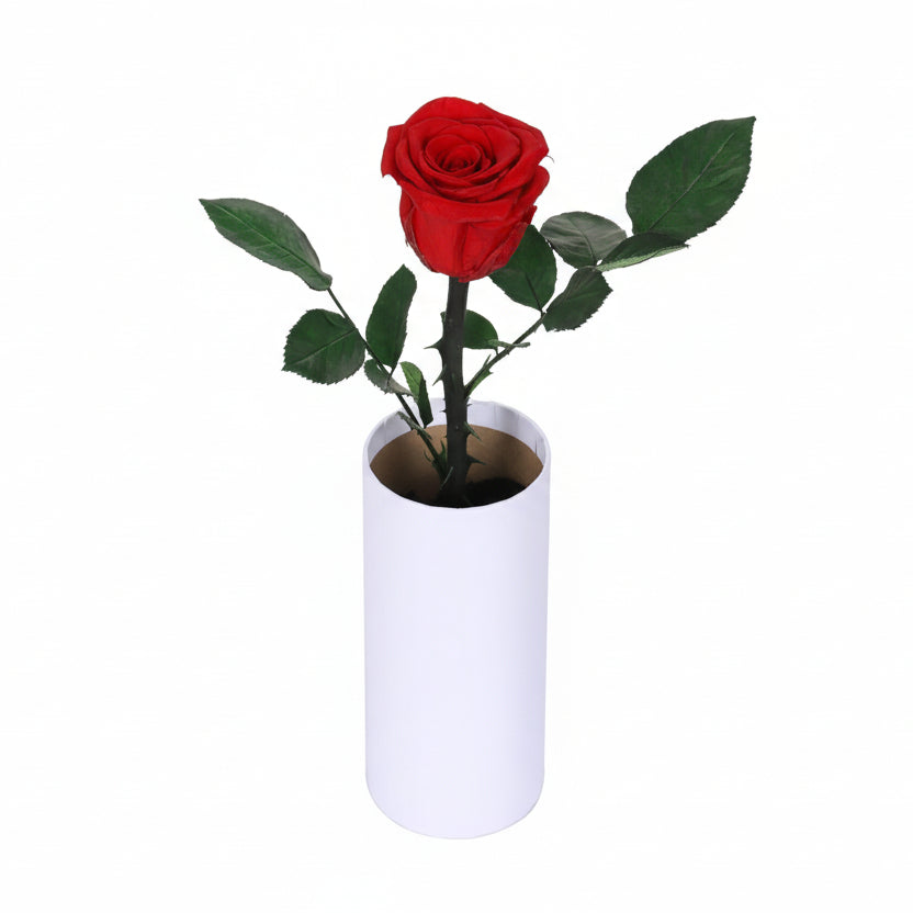 Classic Single Eternal Rose