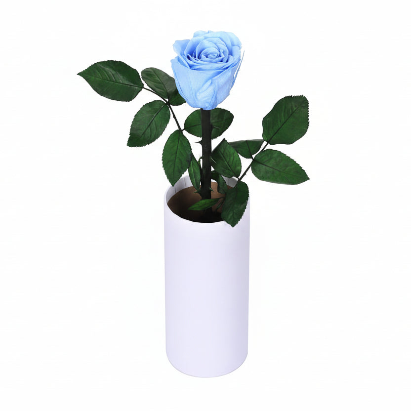Classic Single Eternal Rose
