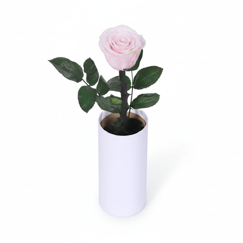 Classic Single Eternal Rose